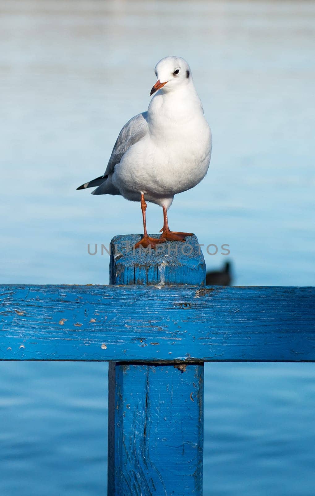 a seagull on a blue post