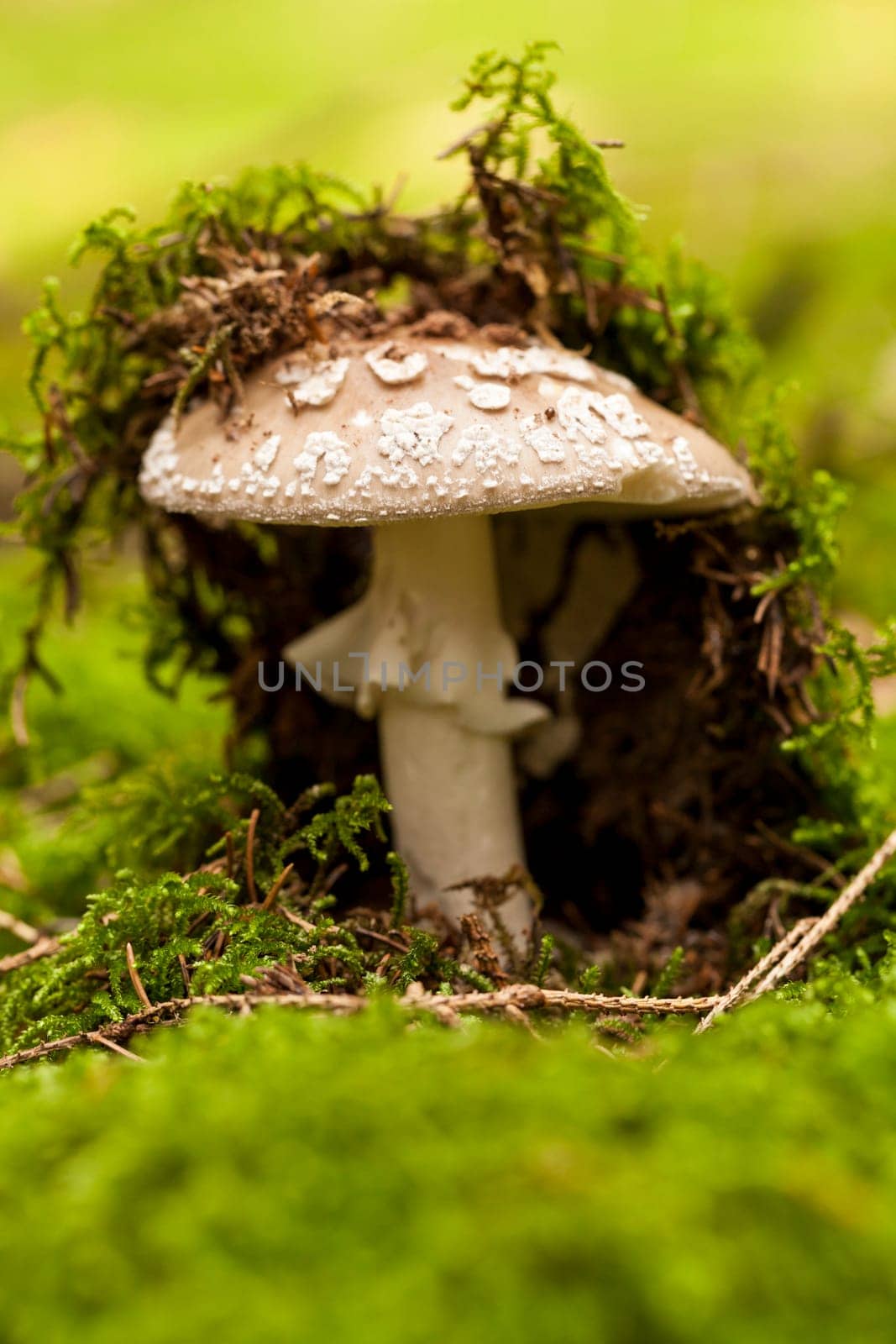 Wild mushroom grows in a forest with its distinctively spotted cap on mossy forest floor as a close-up