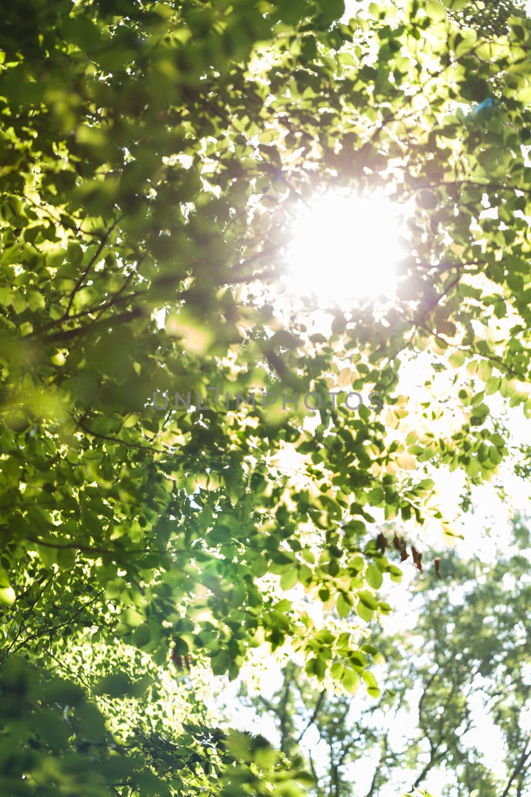 Sun through the green leaves of canopy from a tall deciduous tree outdoors in the forest in nature eco- and environmental concept