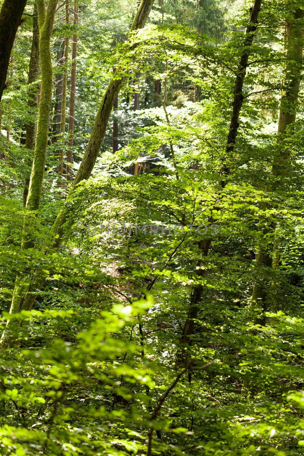 Sun through the green leaves of canopy from a tall deciduous tree outdoors in the forest in nature eco- and environmental concept