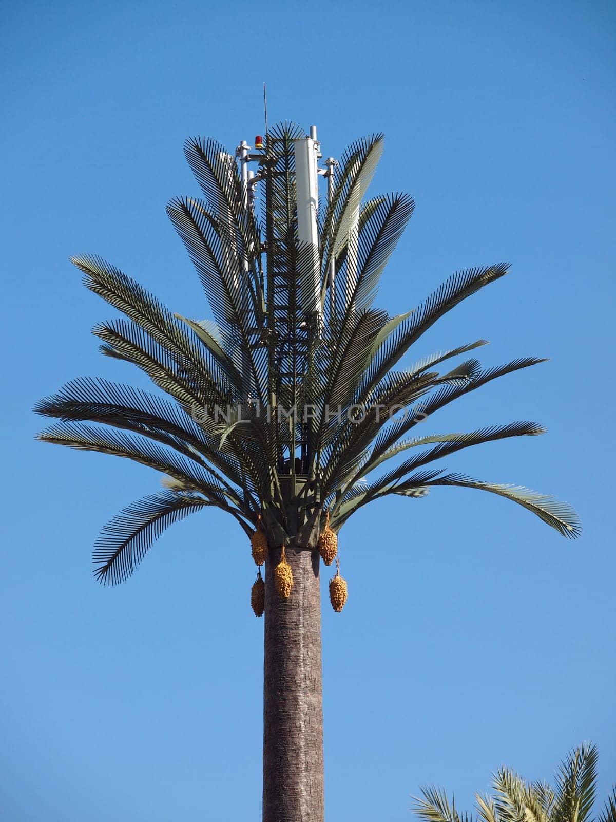 Cellular Phone tower disguised as a  artificial palm tree in Marrakesh