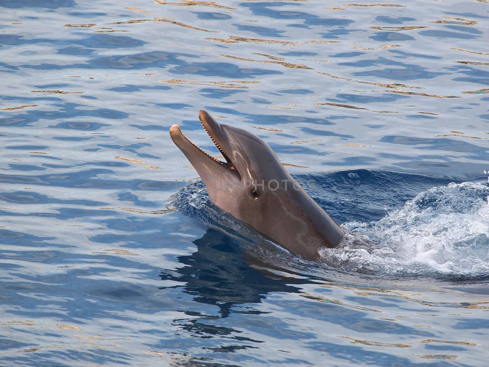 dolphin swiming in the  pool
