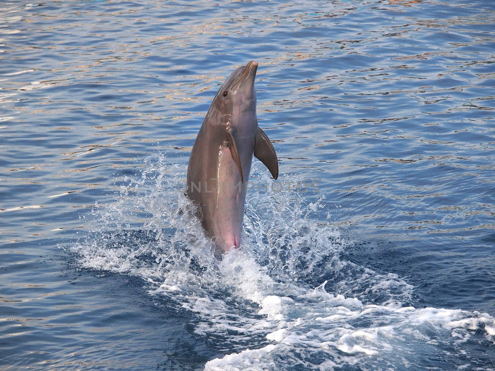 dolphin standinh on the tail