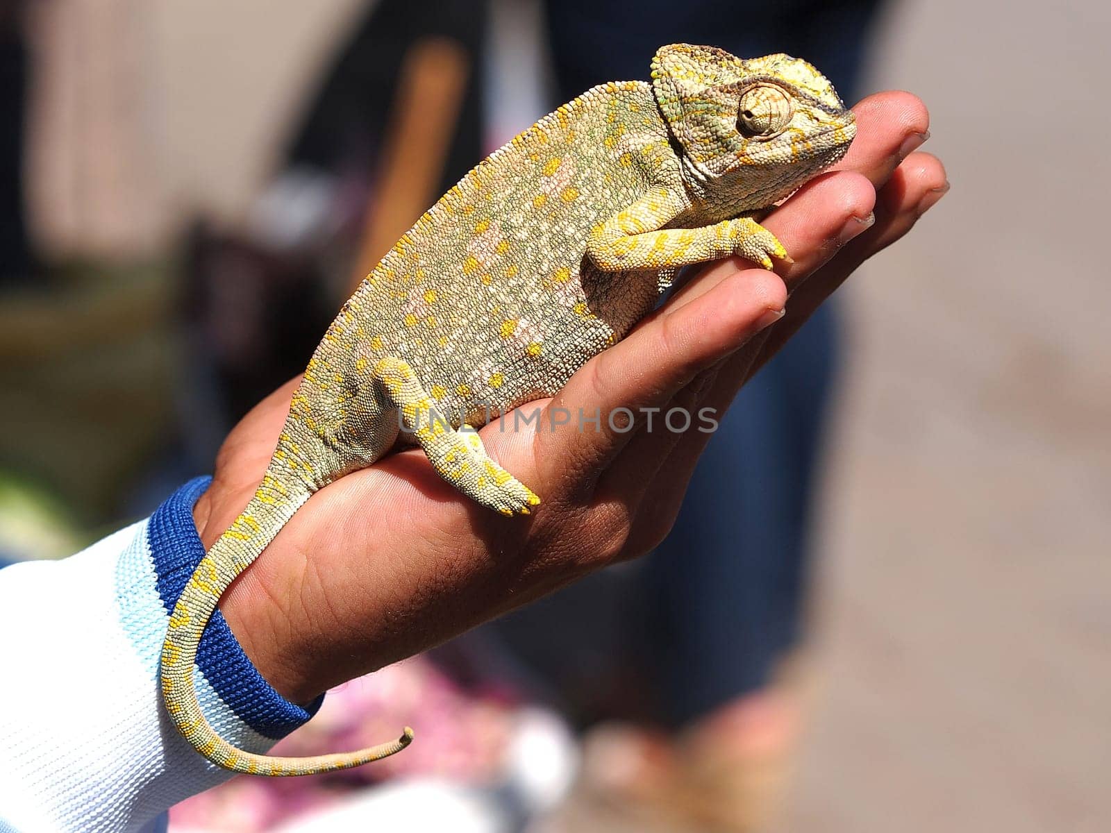 cameleon sittinh on the boys hand