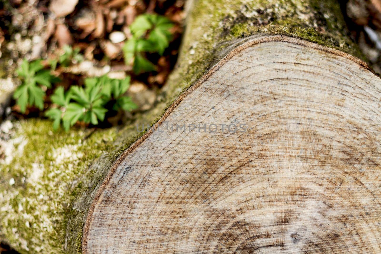 snag from fresh cut tree. with small depth of field