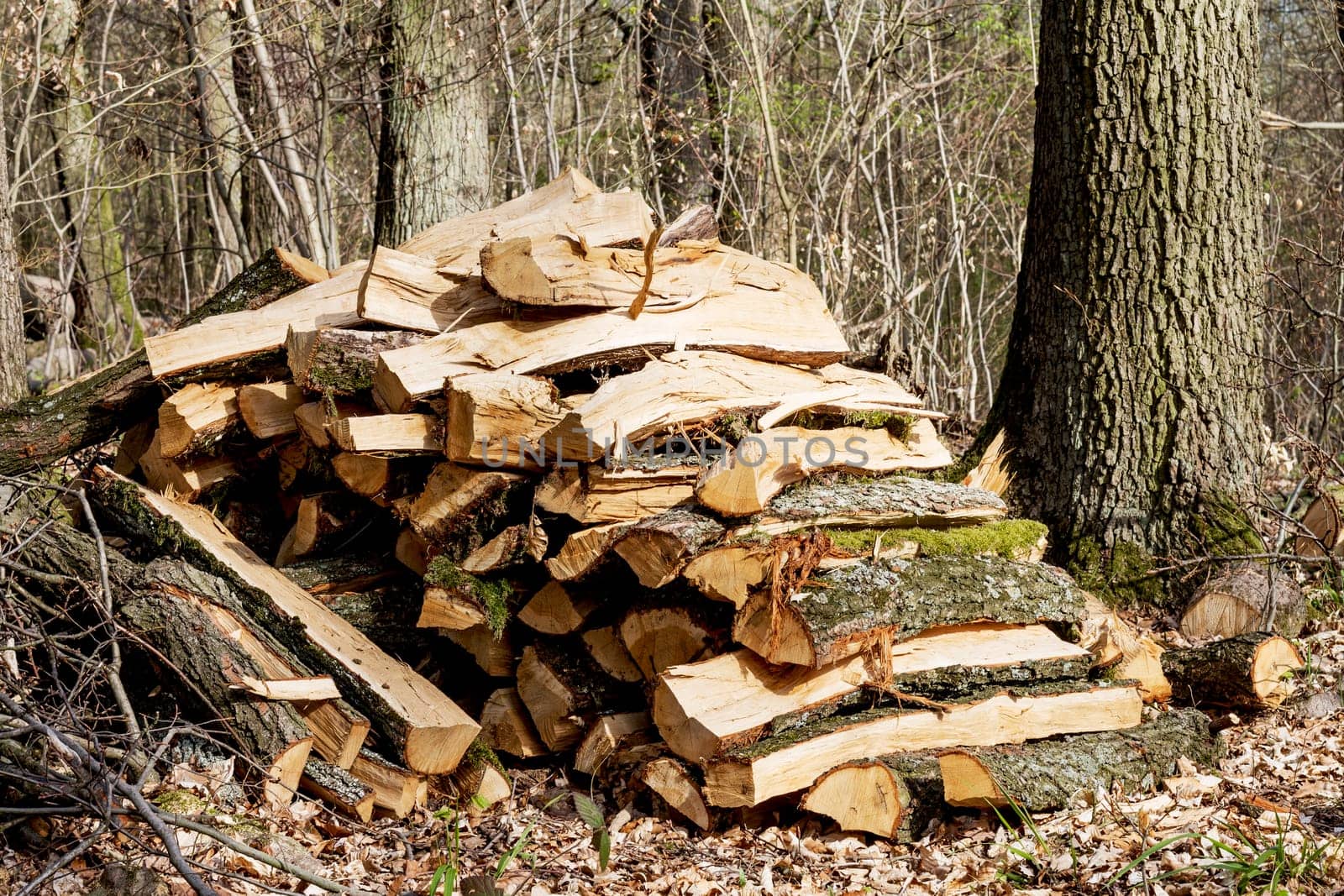 pile of forked firewood in forest ready for transport