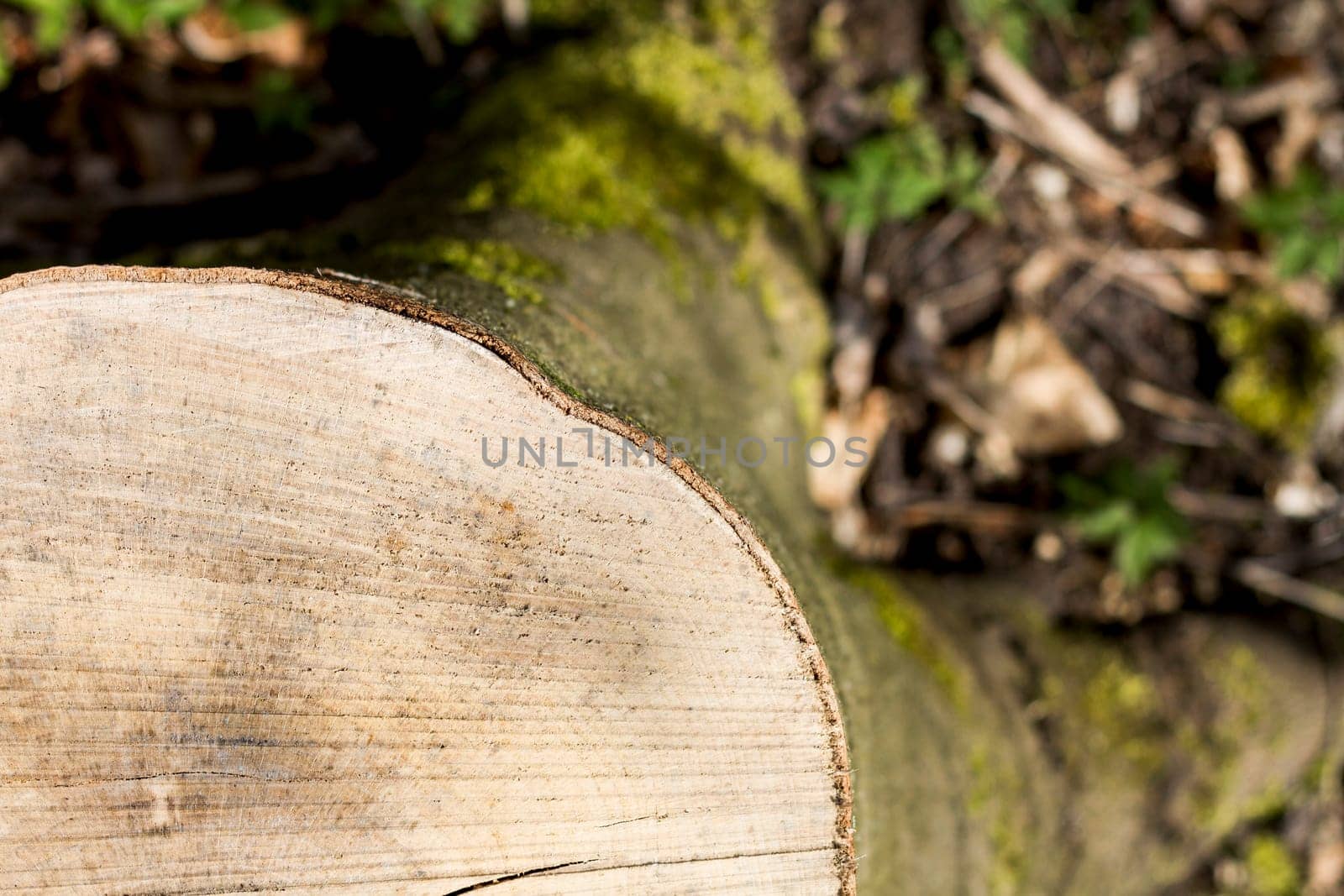 snag from fresh cut tree. with small depth of field
