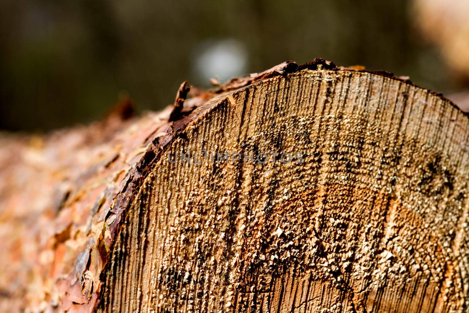 part of cutted firewood with blured background. horizontal image