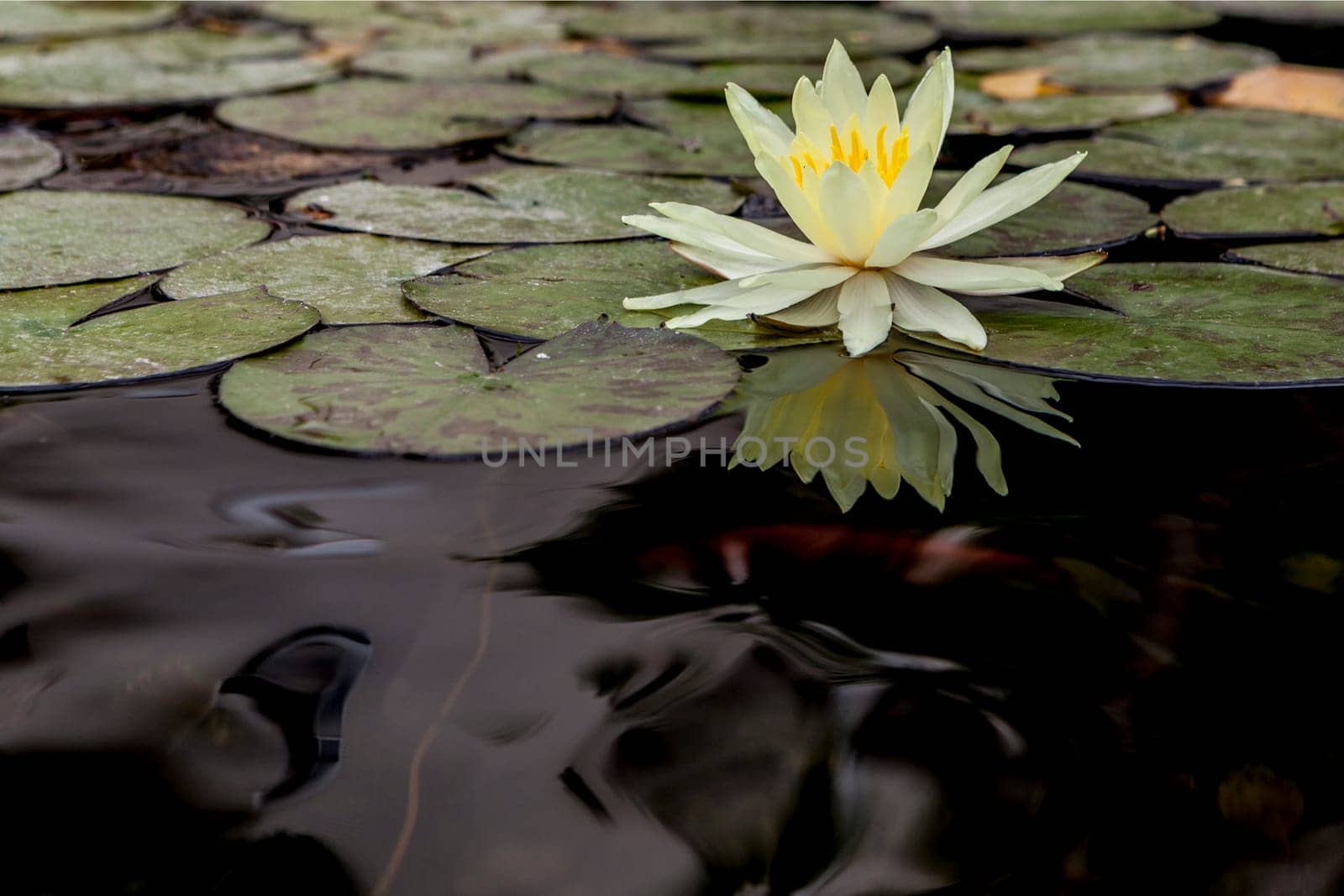 Beautiful white water lily with big leafs