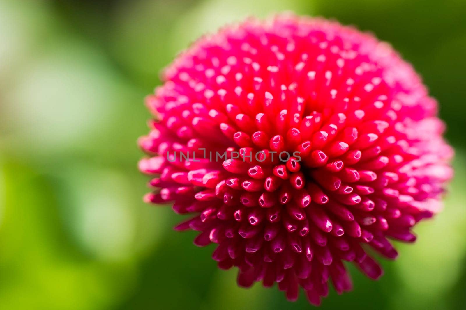 Macro photo about a pink flower on green background.