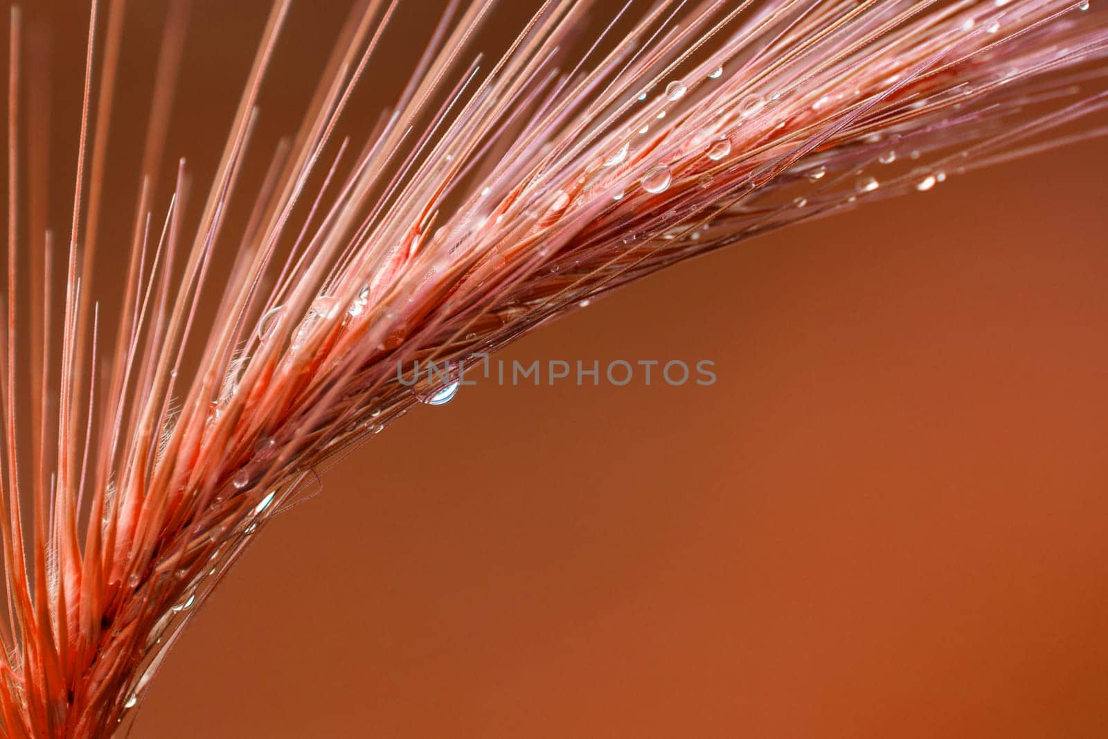 Plant with water drops is on orange background.