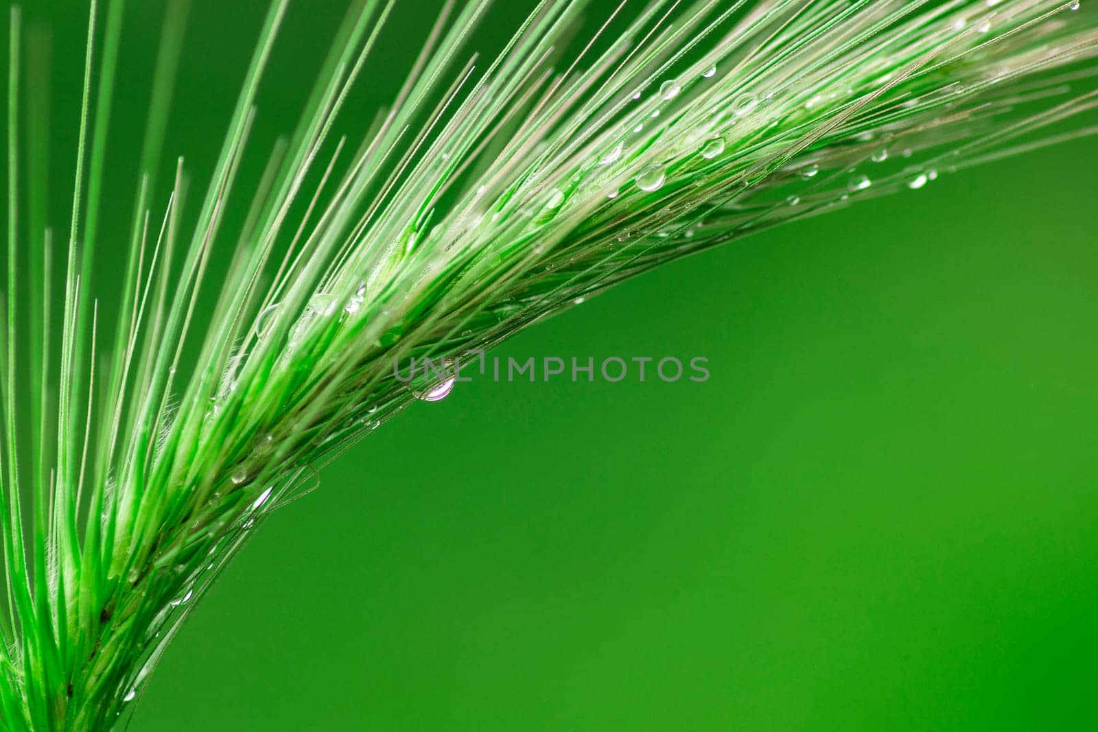 Plant with water drops is on green background.