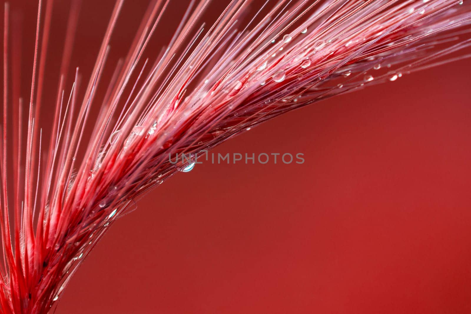 Red plant with water drops is on red background.