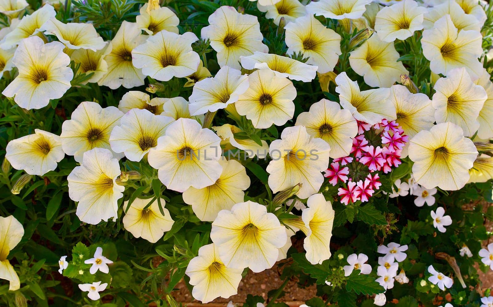 White and yellow petunias in bright sun