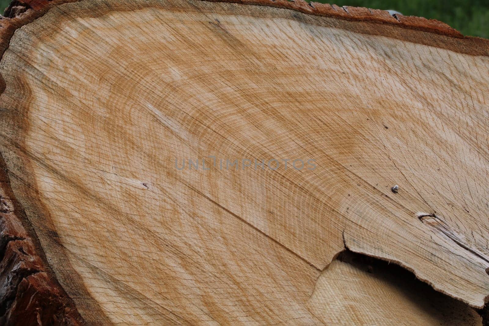 Oak section showing rings and layer of bark