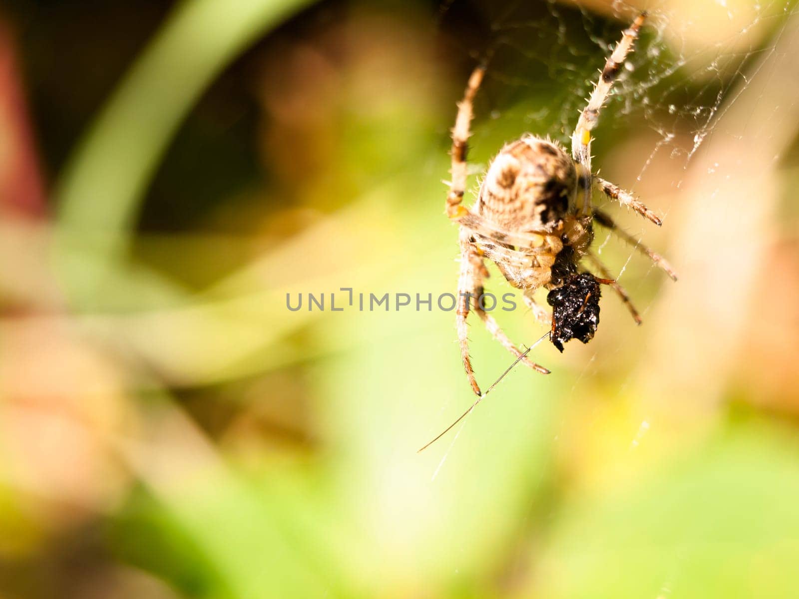 close up garden spider hanging on web Araneus diadematus  England  UK