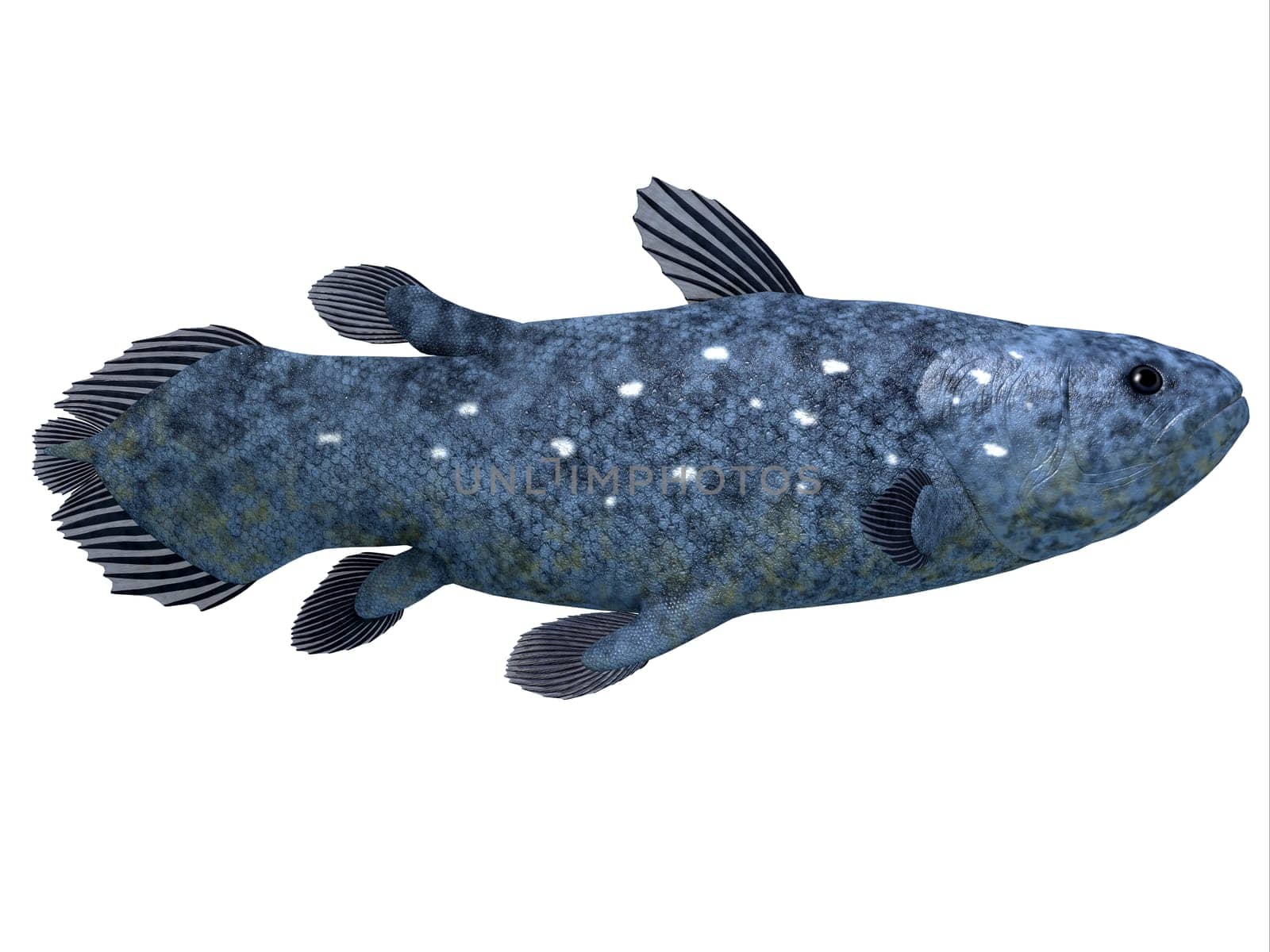 The Coelacanth fish was thought to be extinct but it was found to still be alive.
