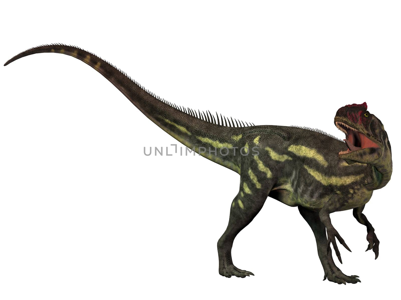 Allosaurus was a large theropod predatory dinosaur which lived in the late Jurassic period.