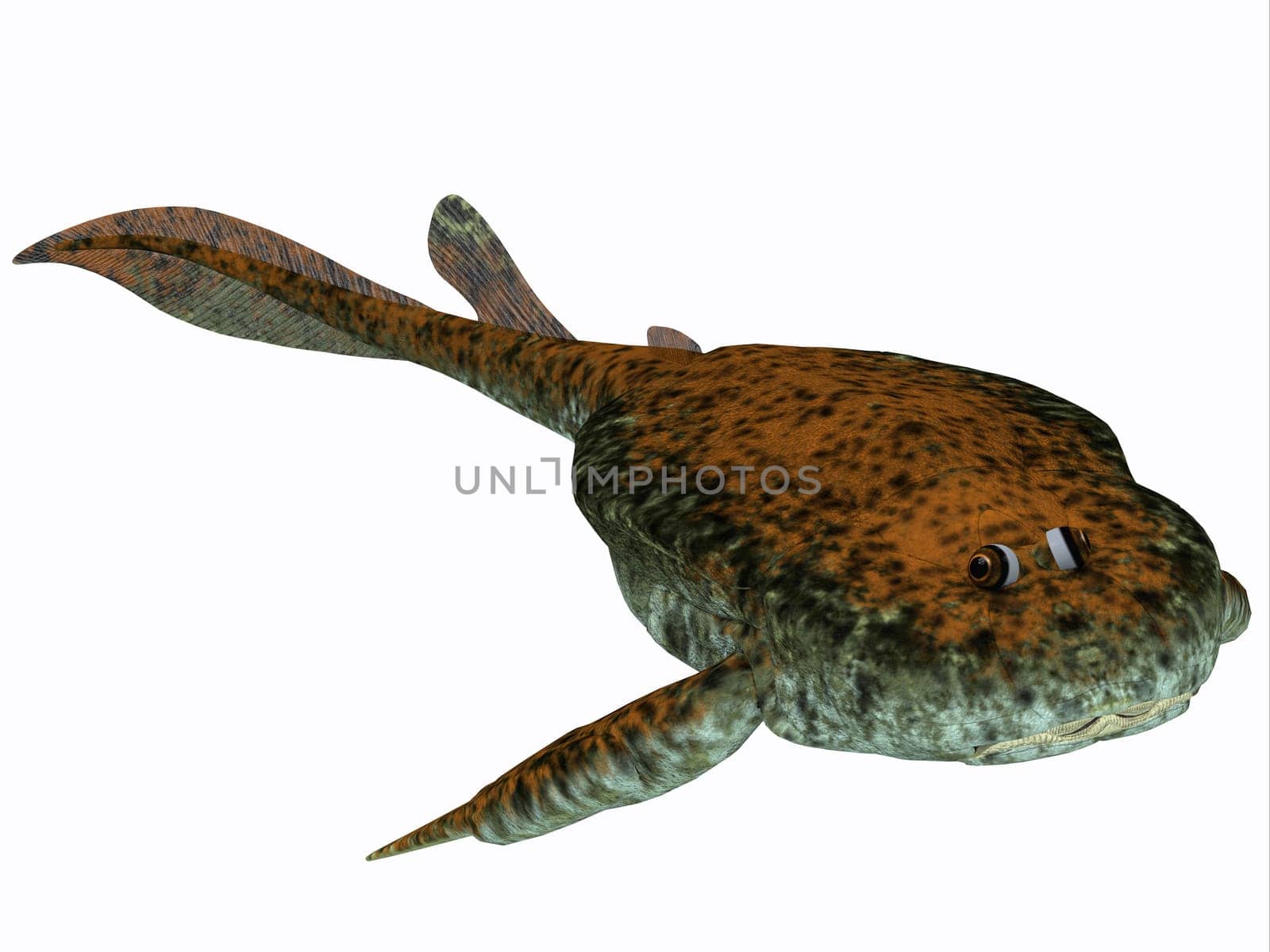 Bothriolepis was a freshwater detrivore (bottom feeder) which lived in the Devonian Period.