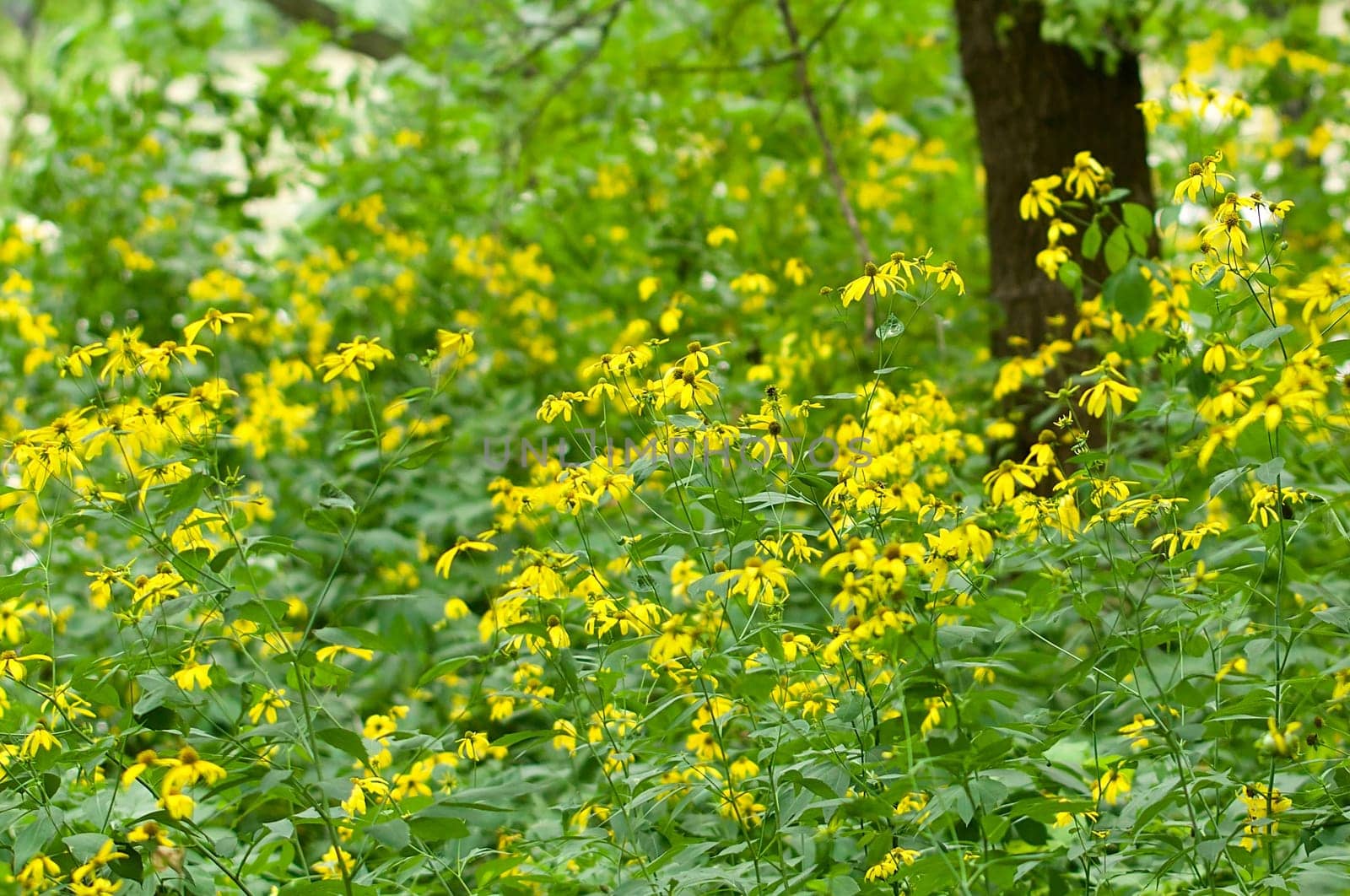 Black eyed susan flowers in the forest