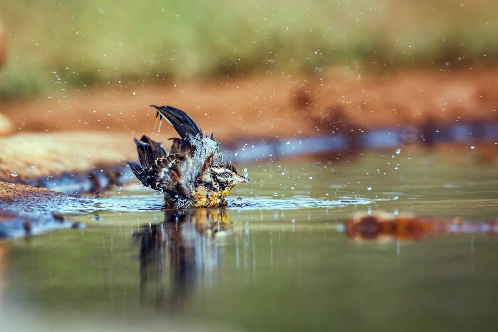 African Golden breasted Bunting bathing and splashing in waterhole in Greater Kruger National park, South Africa ; Specie Fringillaria flaviventris family of Emberizidae