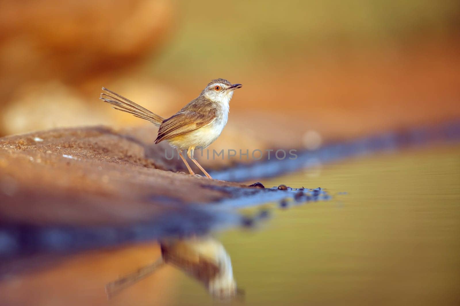 Black chested Prinia standing along waterhole with reflection in morning light in Greater Kruger National park, South Africa ; Specie Prinia flavicans family of Cisticolidae