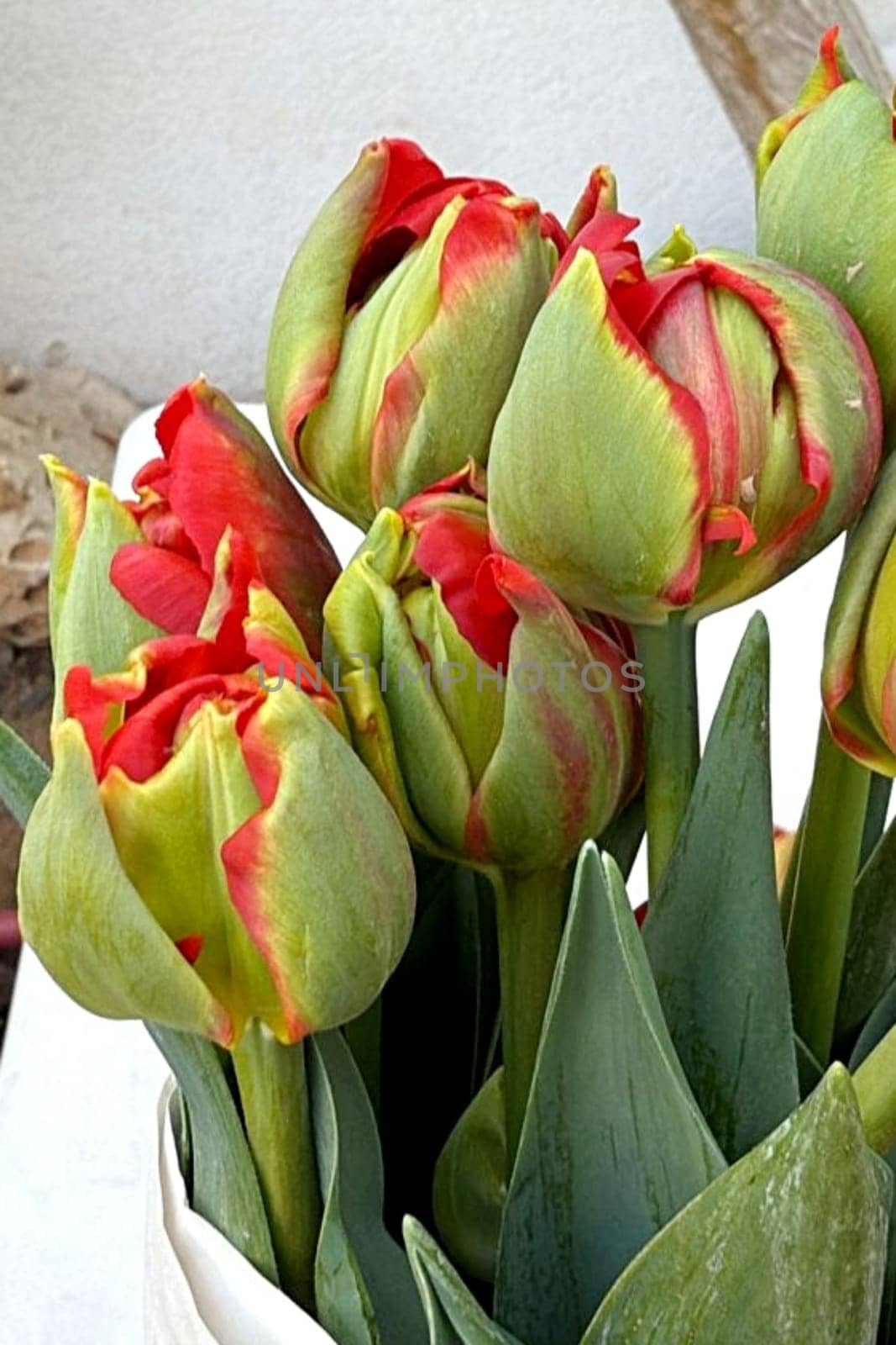 bouquet tulips flowers flora plants leaves nature red yellow blossom green spring garden. High quality photo