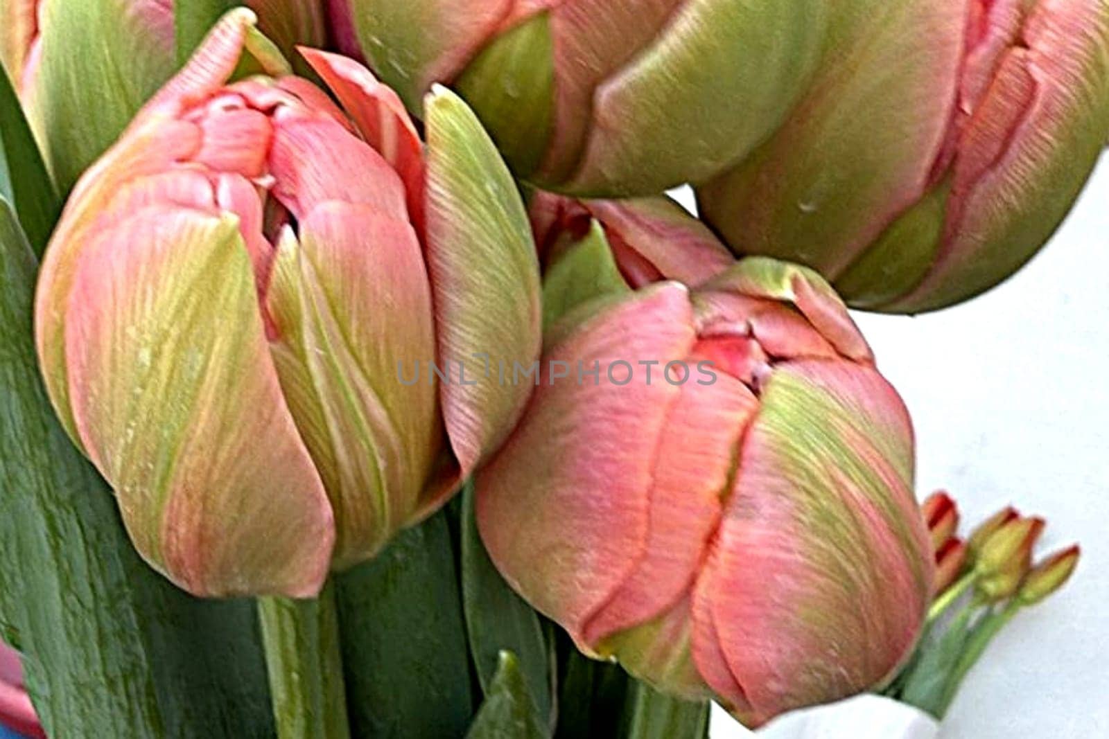bouquet tulips flowers flora plants leaves nature red yellow blossom green pink garden spring women day. High quality photo