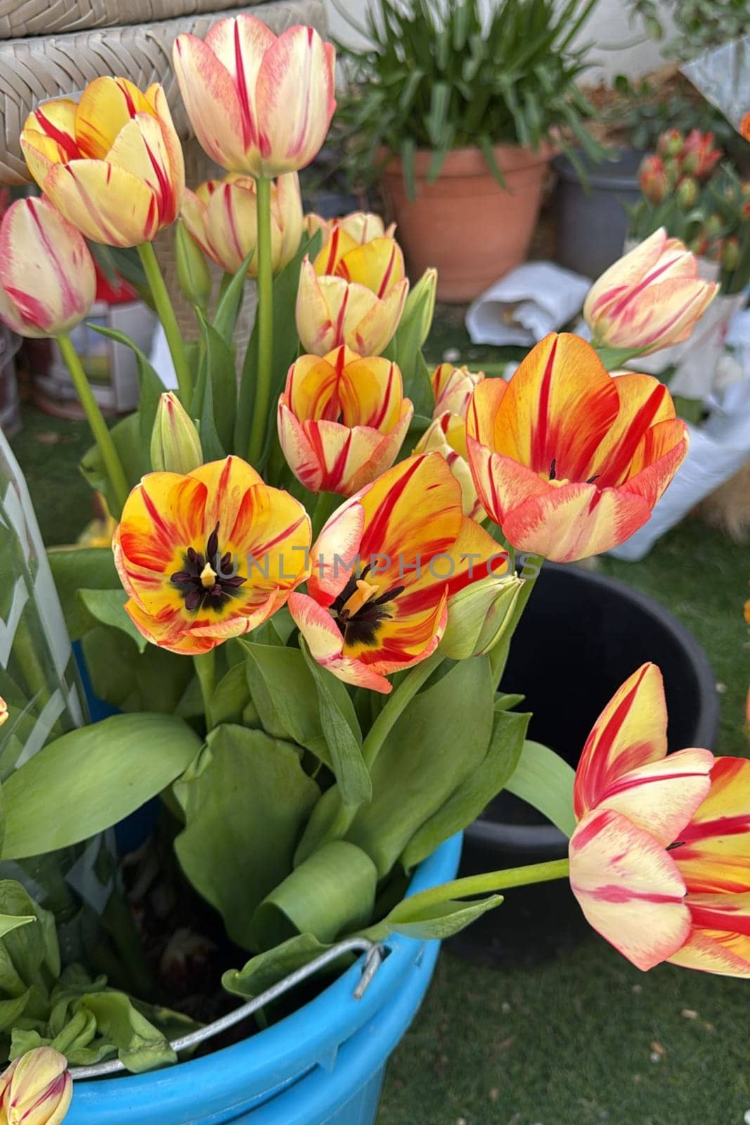 bouquet tulips flowers flora plants leaves nature red yellow blossom green . High quality photo