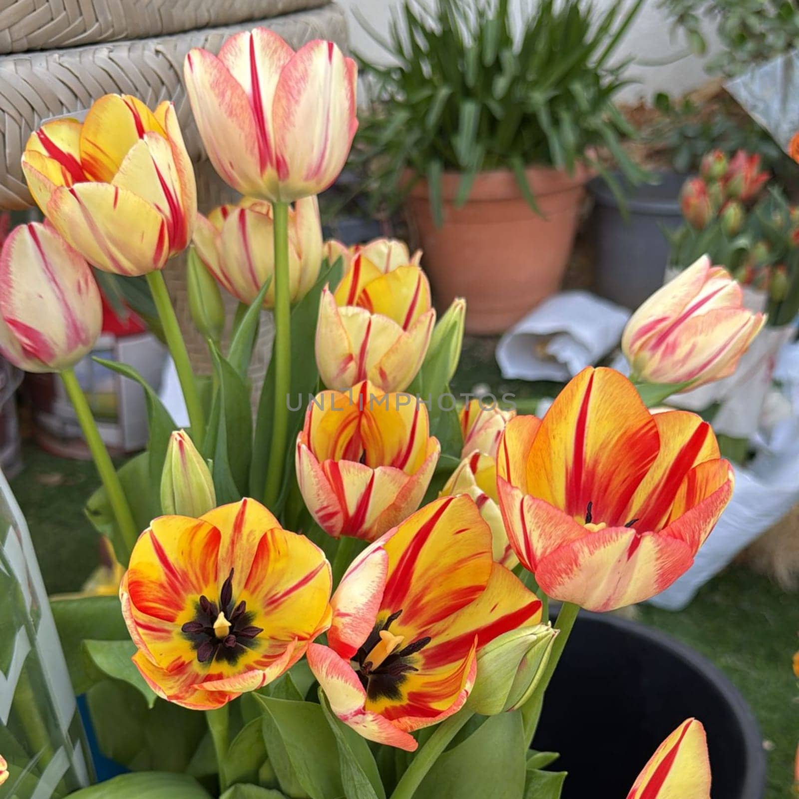 bouquet tulips flowers flora plants leaves nature red yellow blossom green . High quality photo