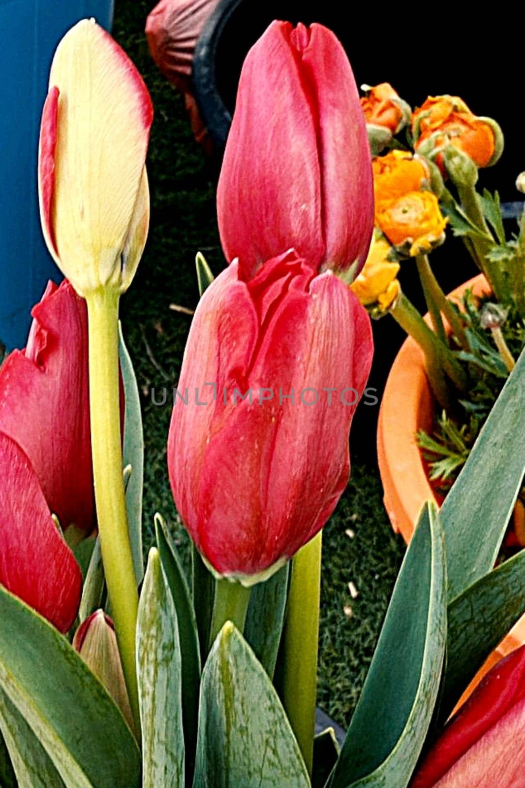 bouquet tulips flowers flora plants leaves nature red yellow blossom green pink garden spring women day. High quality photo