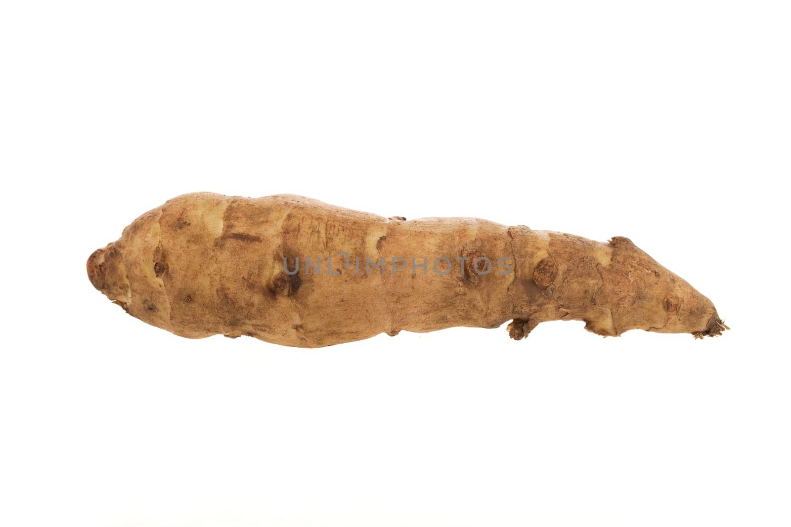 Single long jerusalem artichoke isolated on white.