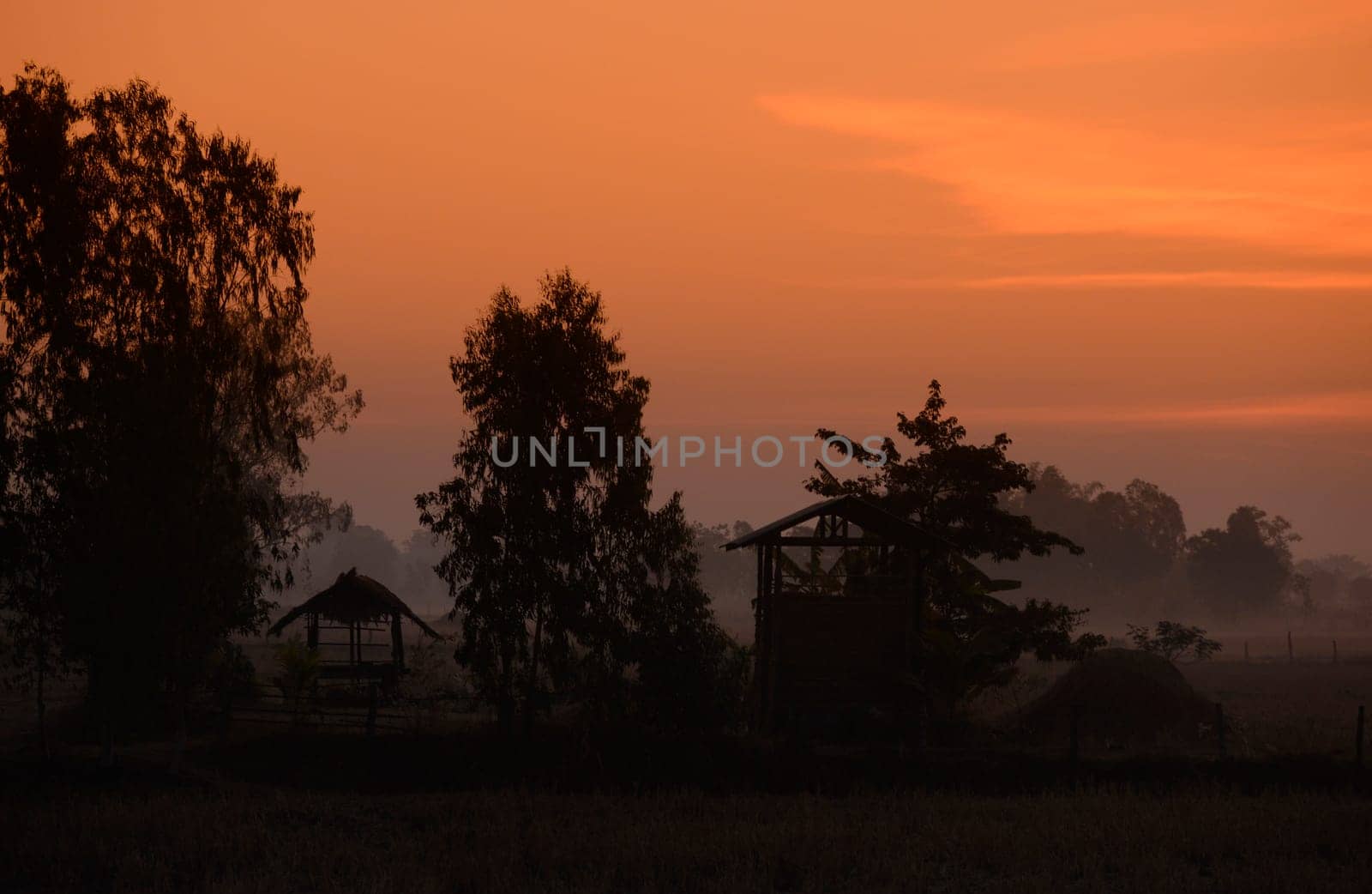 Agriculture with rice fields in winter near Amnat Charoen in the Isan in eastern Thailand