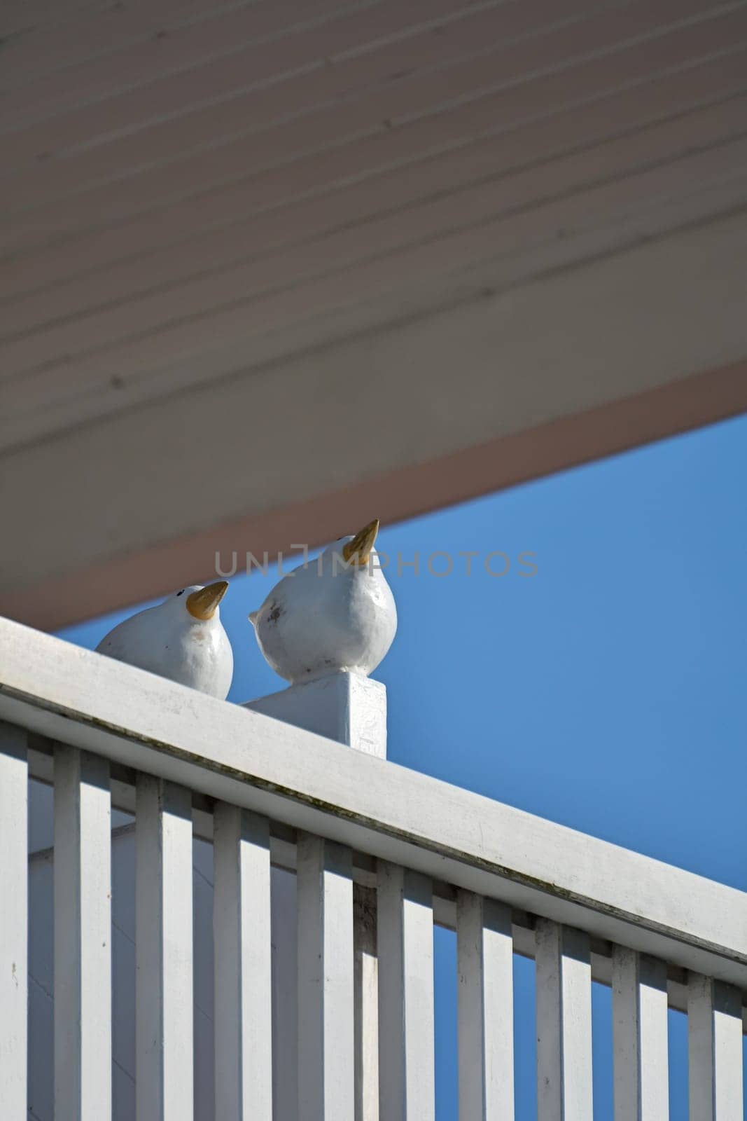 Birds of wood