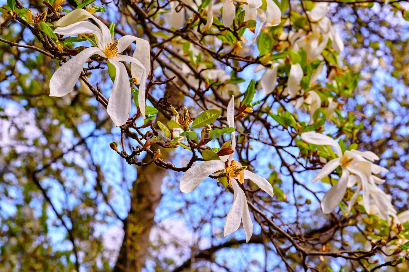 a tree or shrub with large, typically creamy-pink, waxy flowers. Magnolias are widely grown as ornamental trees