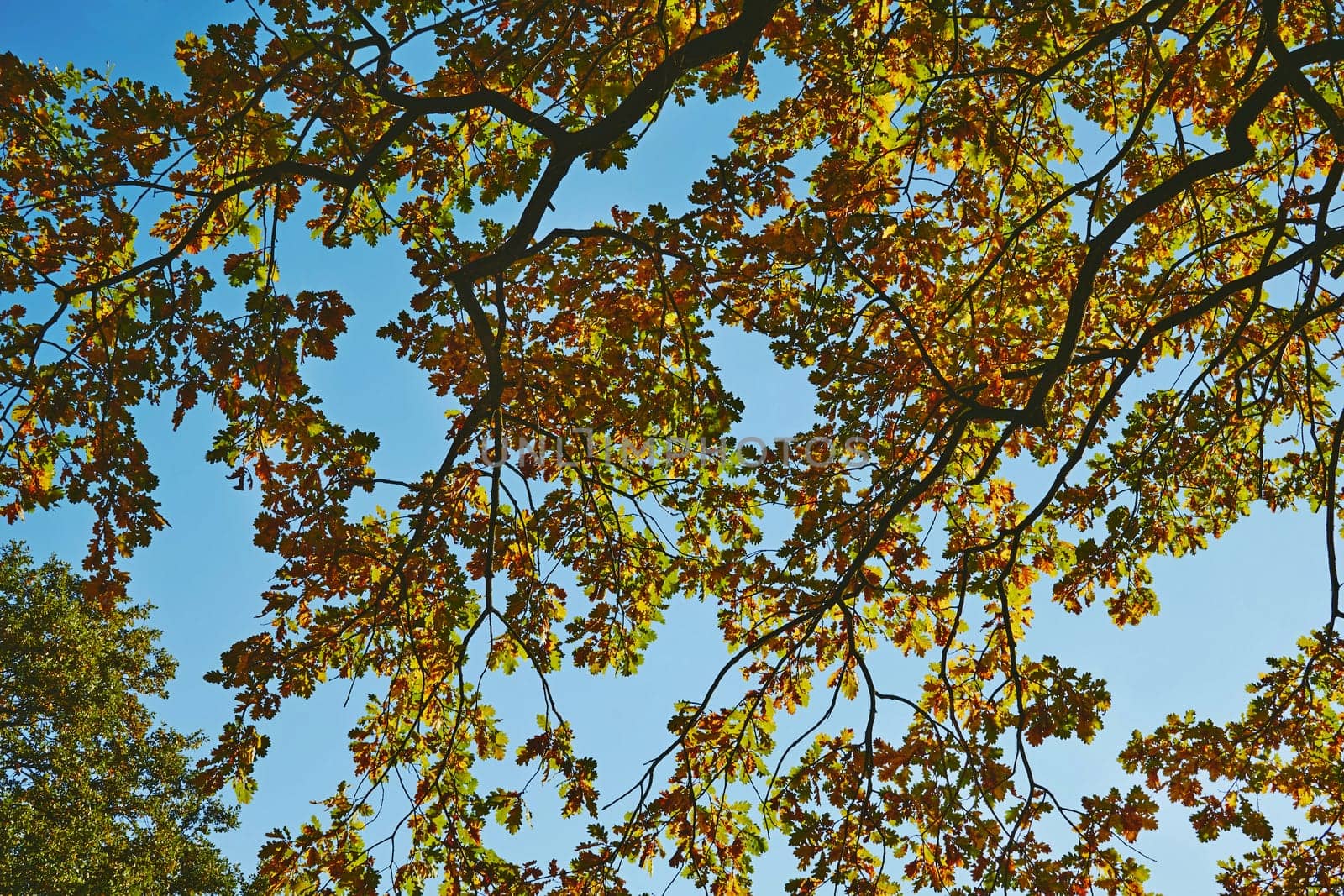 Autumn is one of the four temperate seasons. Outside the tropics, autumn marks the transition from summer to winter