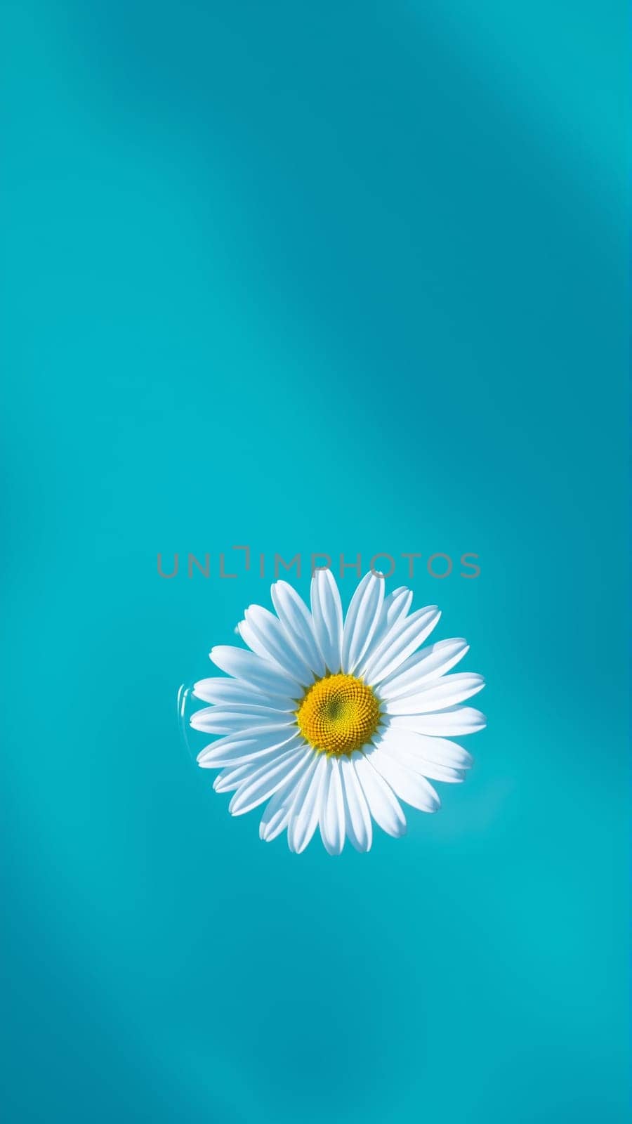 Chamomile flower floating in water. High quality photo