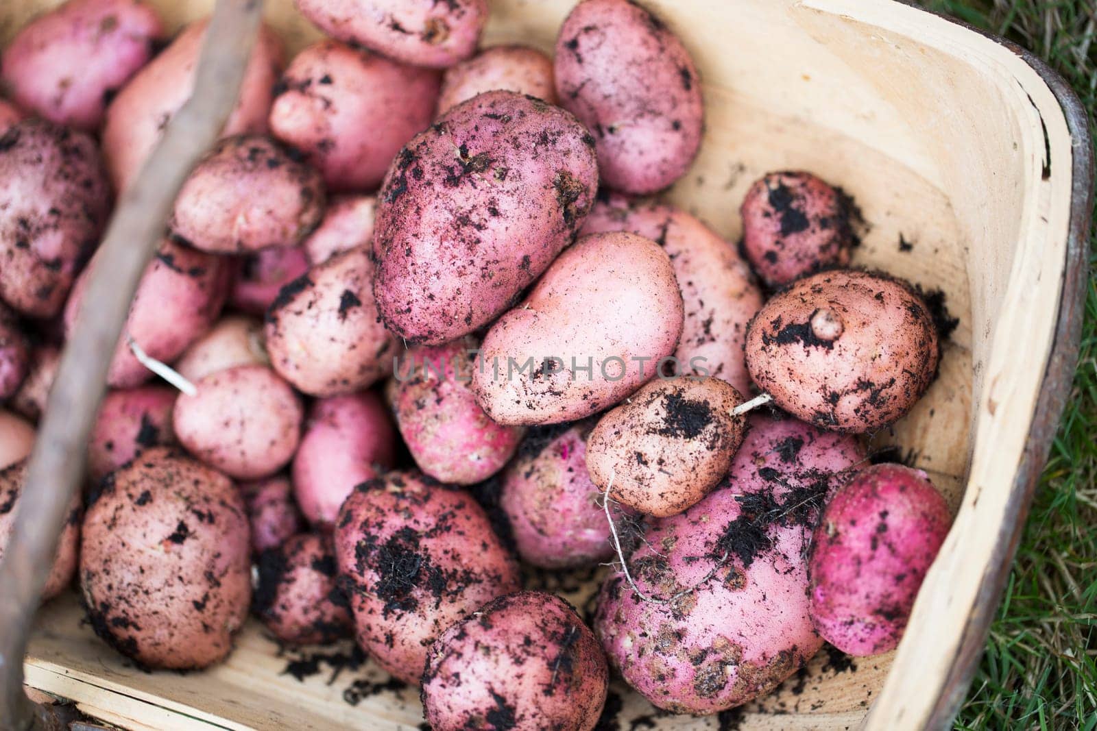 Fresh red potatoes, just harvested in trug.