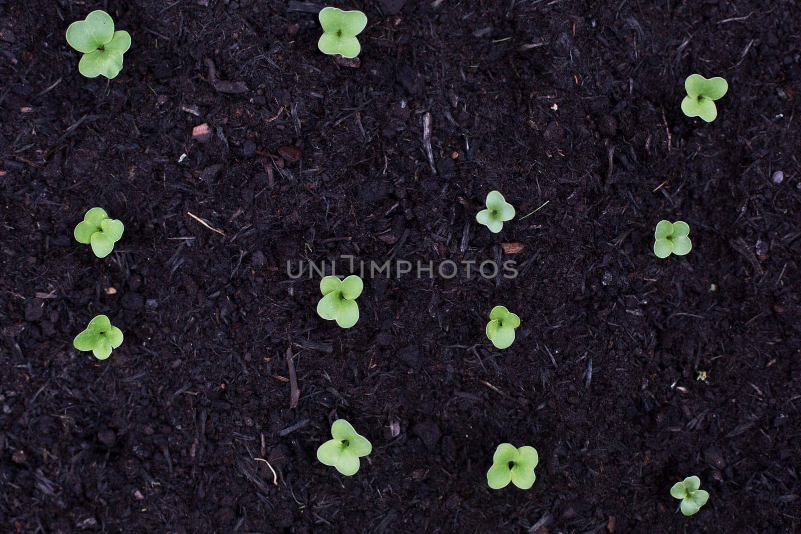 Row of radish srpouts planted in rows from directly above