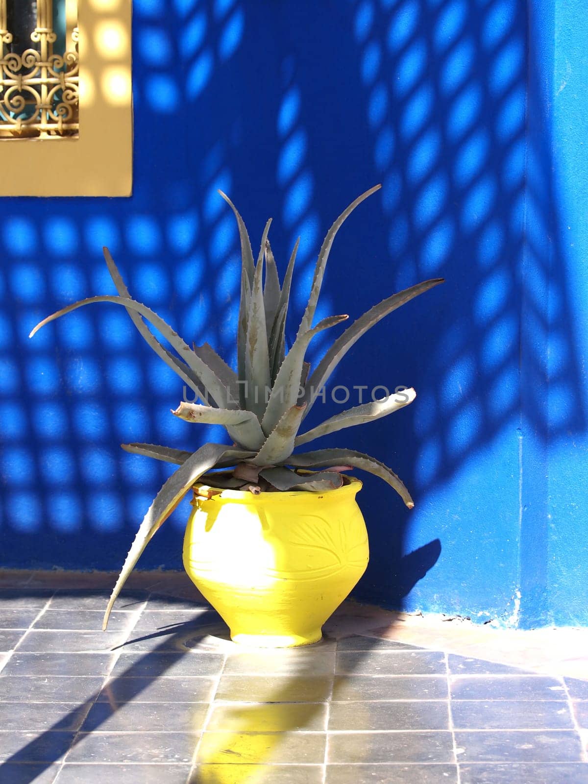 agave cactus in a yellow clay pot