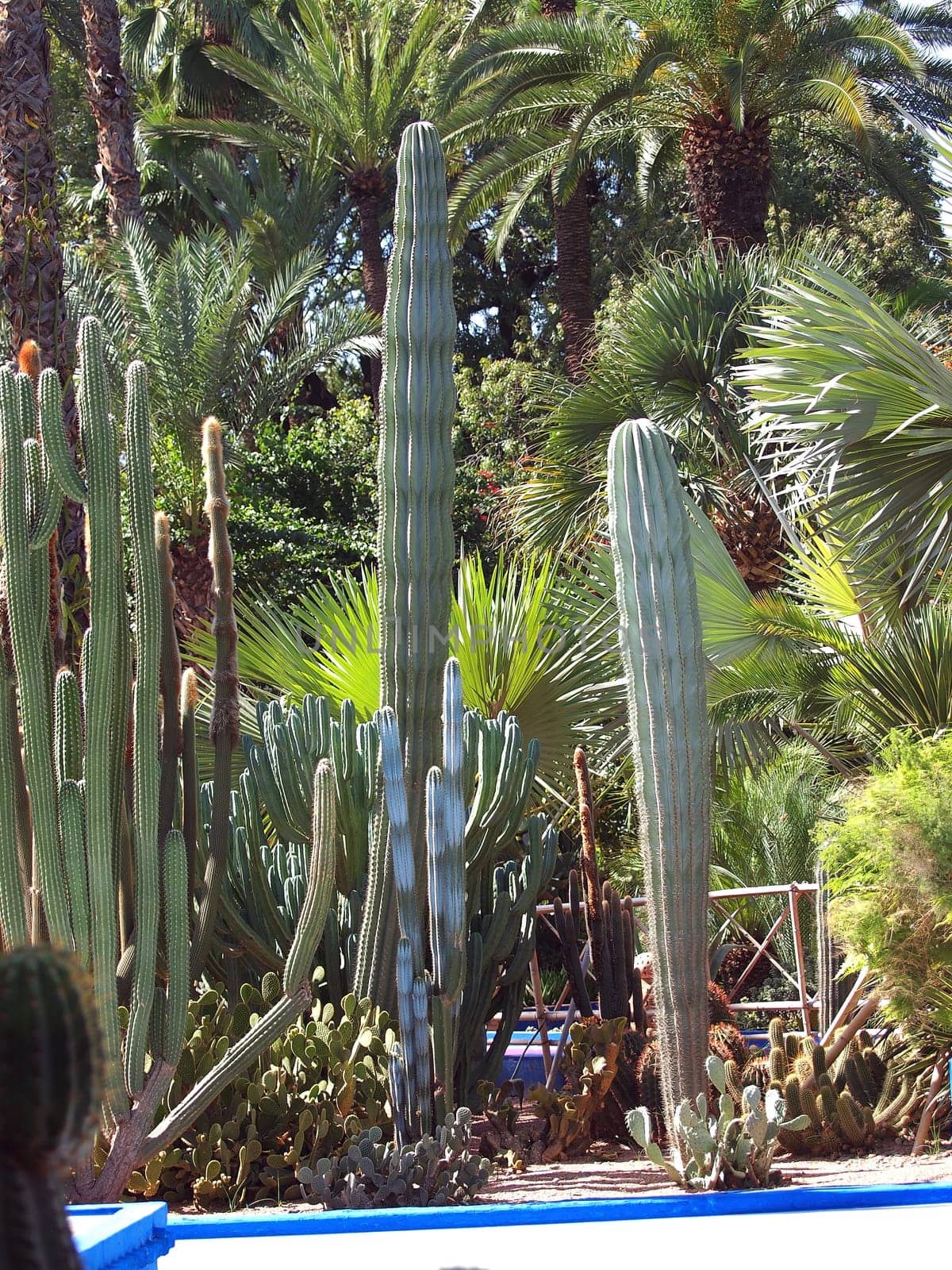 Cactus in Majorelle garden in Morocco