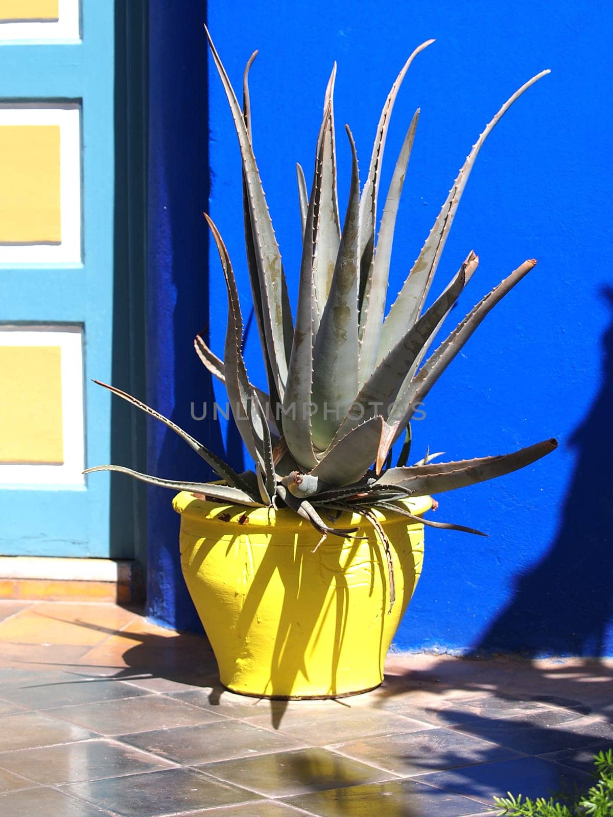 agave cactus in a yellow clay pot