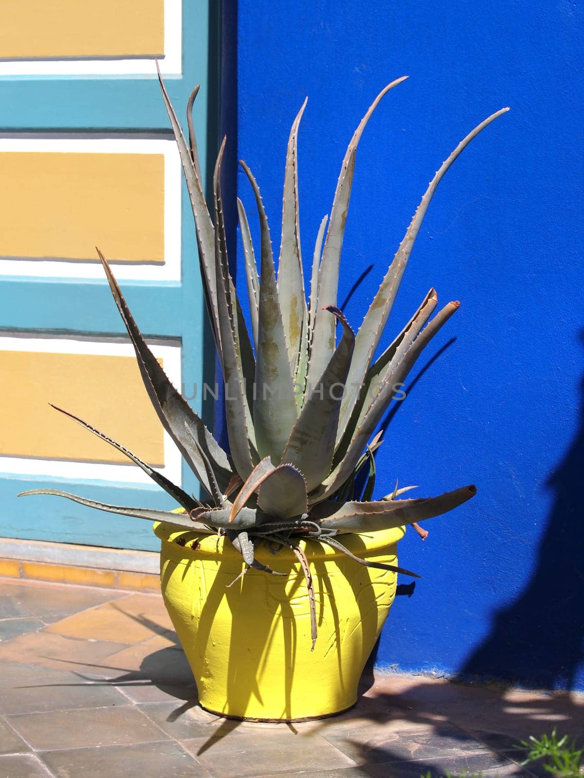 agave cactus in a yellow clay pot
