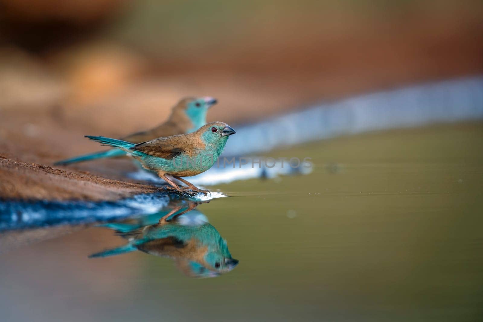 Two Blue-breasted Cordonbleu drinking in waterhole with reflection in Greater Kruger National park, South Africa ; Specie Uraeginthus angolensis family of Estrildidae