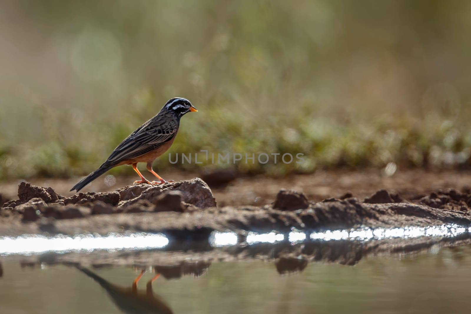 Cinnamon breasted Bunting standing along waterhole in Greater Kruger National park, South Africa ; Specie Fringillaria tahapisi family of Emberizidae