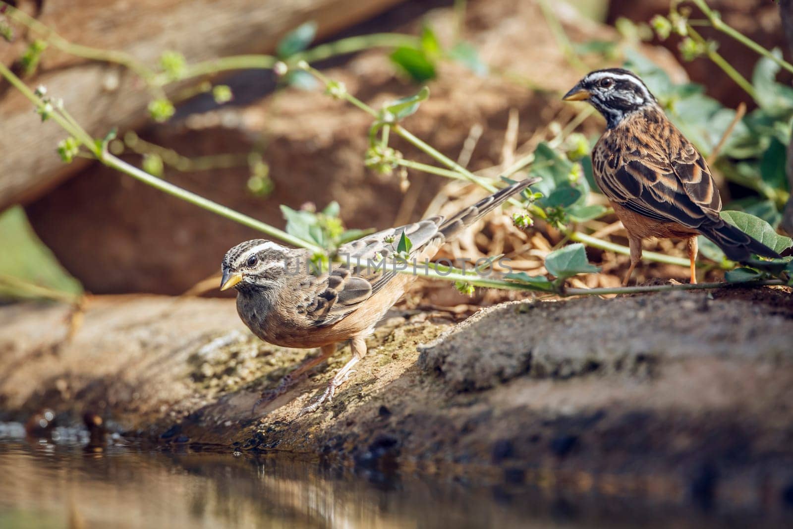 Cinnamon breasted Bunting couple standing along waterhole in Greater Kruger National park, South Africa ; Specie Fringillaria tahapisi family of Emberizidae