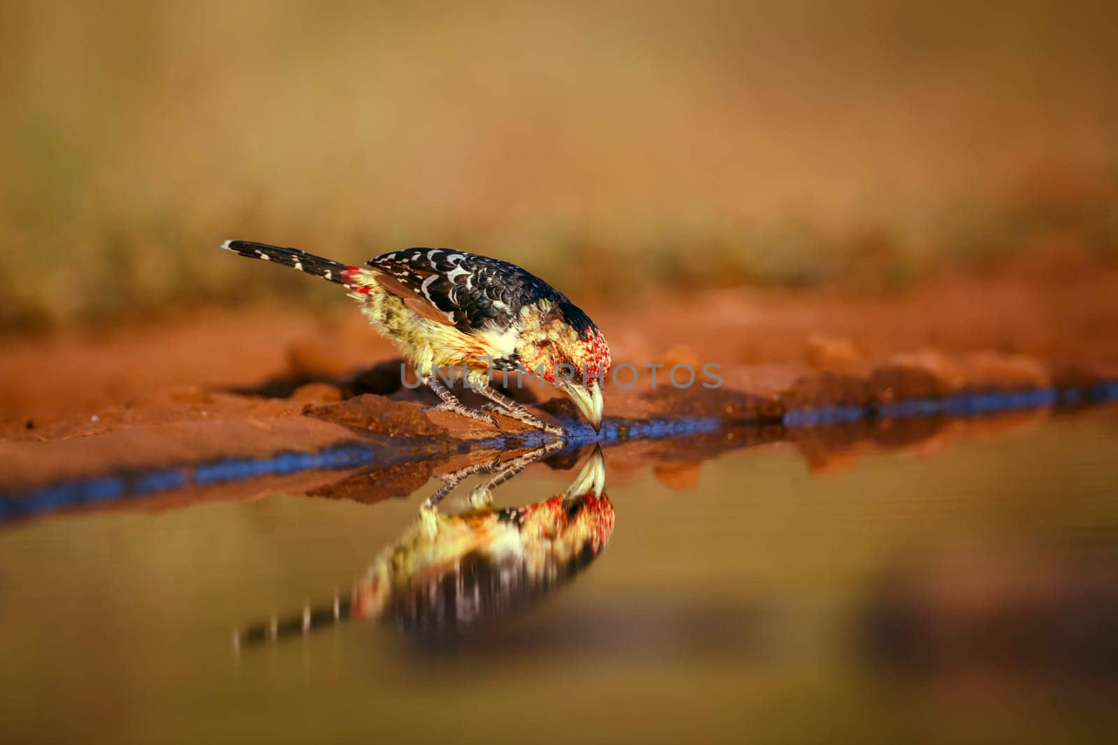 Crested Barbet drinking in waterhole with reflection in Greater Kruger National park, South Africa ; Specie Trachyphonus vaillantii family of Ramphastidae