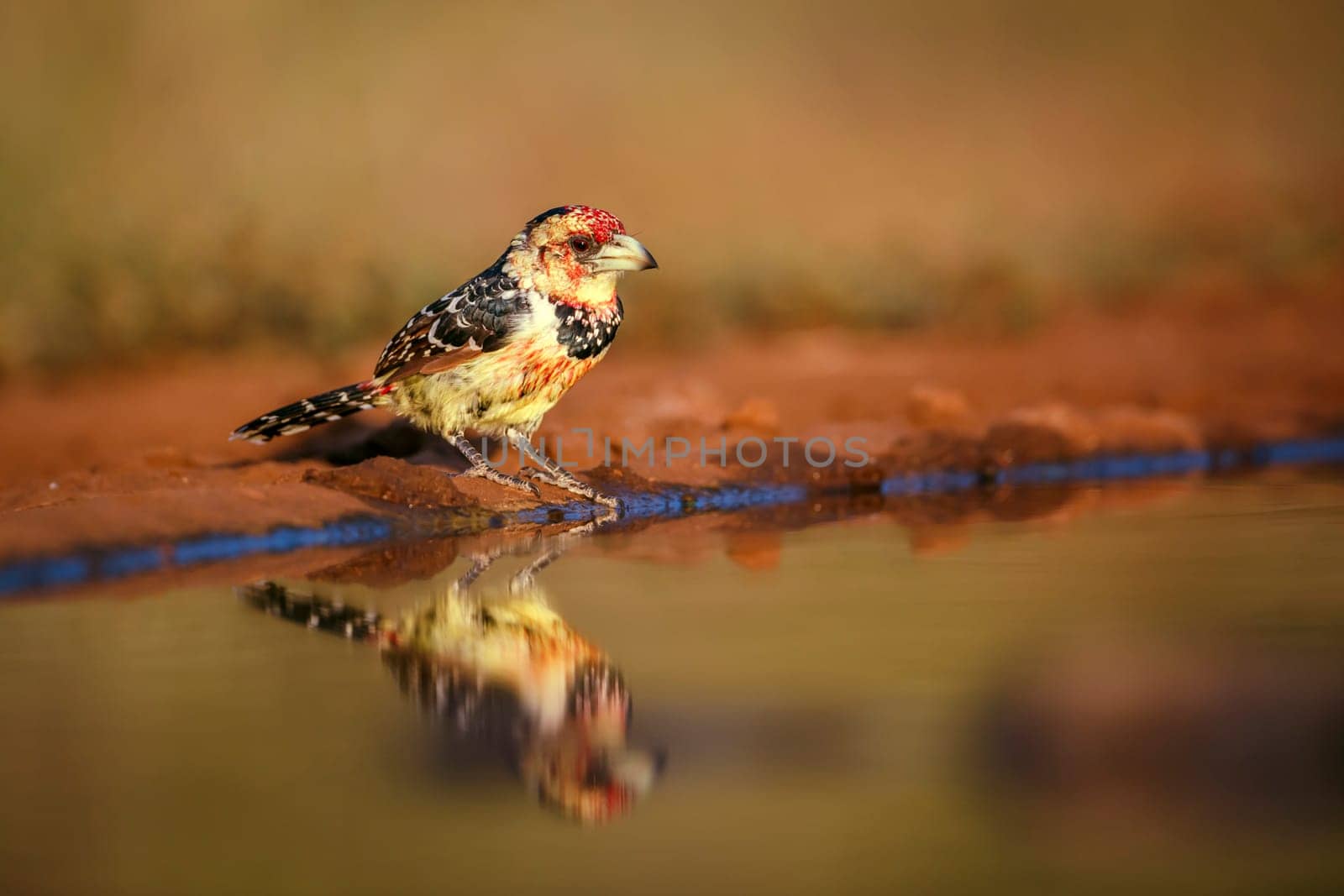 Crested Barbet standing along watehole with reflection in Greater Kruger National park, South Africa ; Specie Trachyphonus vaillantii family of Ramphastidae