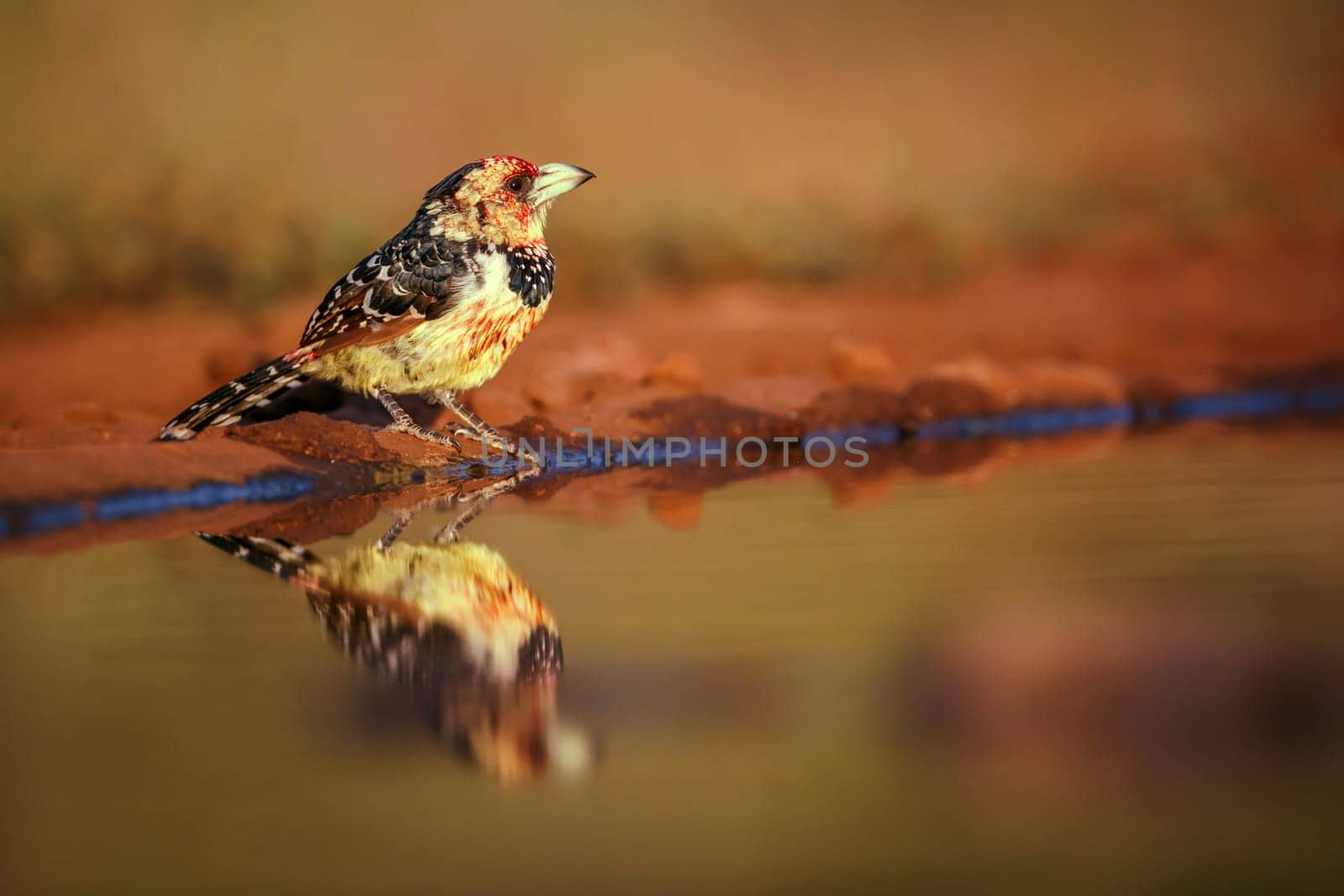 Crested Barbet standing along watehole with reflection in Greater Kruger National park, South Africa ; Specie Trachyphonus vaillantii family of Ramphastidae