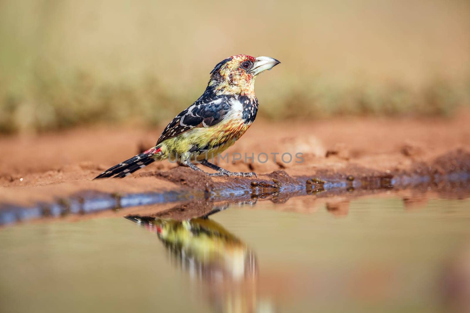 Crested Barbet standing along waterhole with reflection in Greater Kruger National park, South Africa ; Specie Trachyphonus vaillantii family of Ramphastidae
